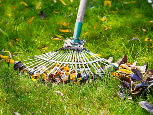 The Difference Between Lawn Maintenance Services and Lawn Care Services