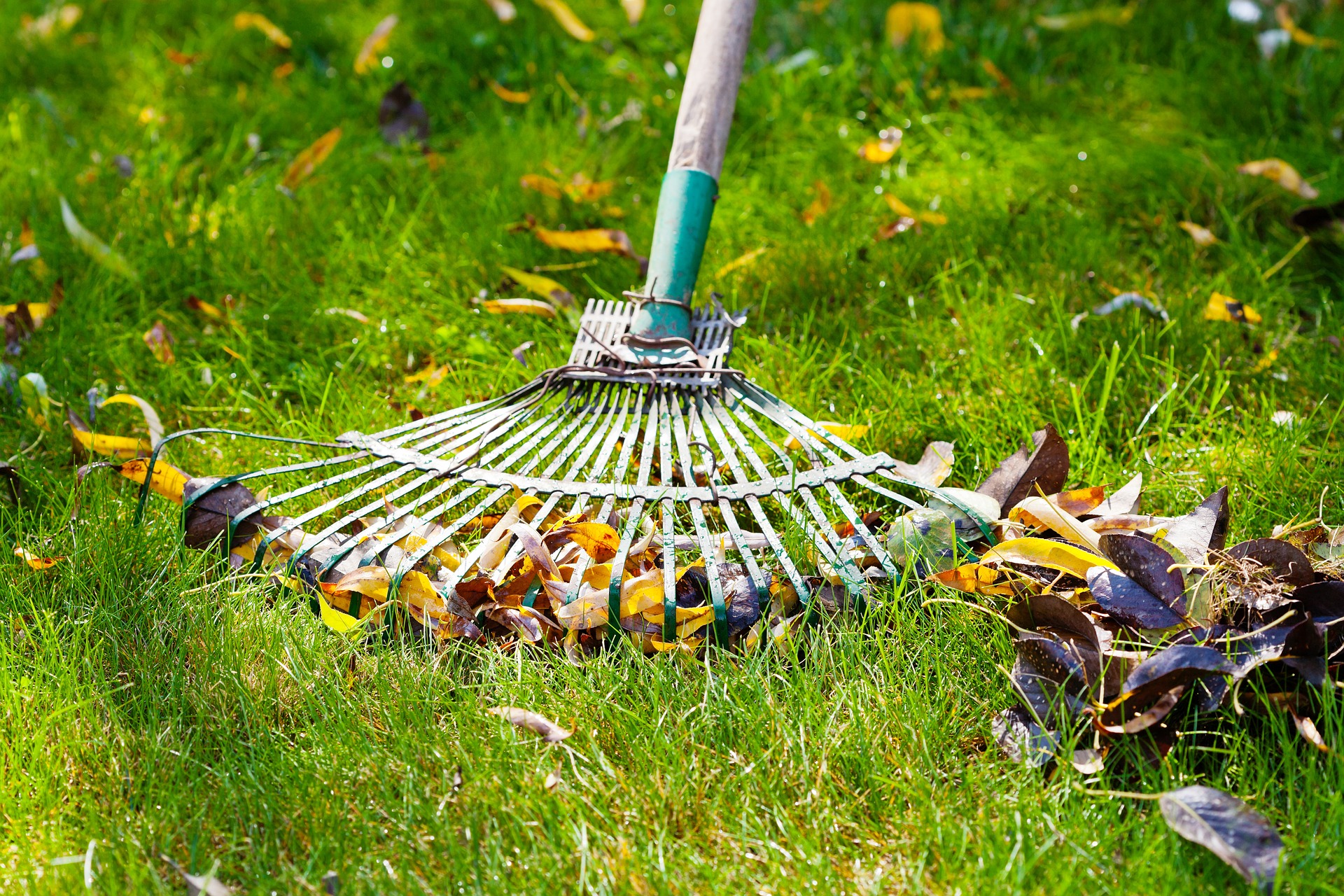 The Difference Between Lawn Maintenance Services and Lawn Care Services